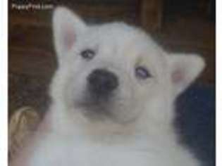Siberian Husky Puppy for sale in Pelham, TN, USA
