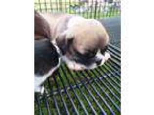 Bulldog Puppy for sale in Carriere, MS, USA