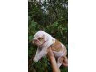 Bulldog Puppy for sale in Orlando, FL, USA