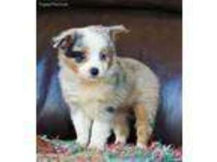Miniature Australian Shepherd Puppy for sale in Macon, MS, USA