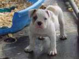Olde English Bulldogge Puppy for sale in Dunnellon, FL, USA
