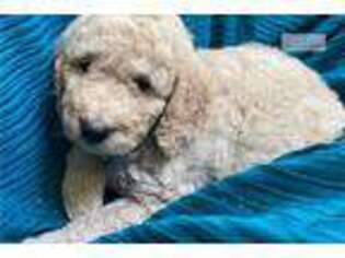 Goldendoodle Puppy for sale in Eugene, OR, USA