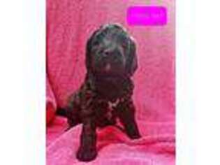 Portuguese Water Dog Puppy for sale in Canon City, CO, USA