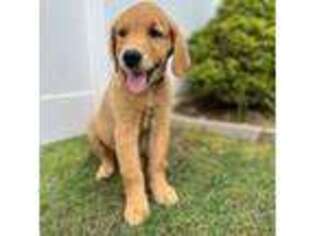 Golden Retriever Puppy for sale in Deer Park, NY, USA