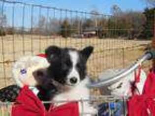 Border Collie Puppy for sale in Decatur, AR, USA