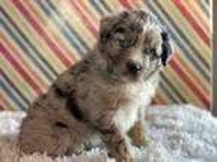 Miniature Australian Shepherd Puppy for sale in Belle, MO, USA
