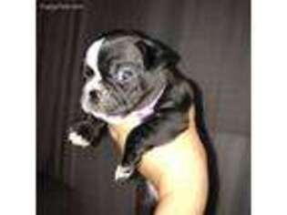 French Bulldog Puppy for sale in Yucaipa, CA, USA