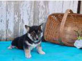 Pembroke Welsh Corgi Puppy for sale in New Providence, PA, USA