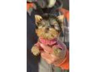 Yorkshire Terrier Puppy for sale in Gastonia, NC, USA