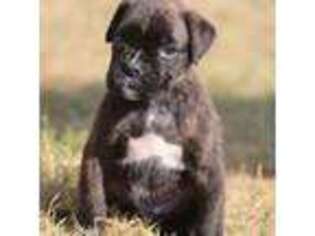 Boxer Puppy for sale in Harrison, AR, USA