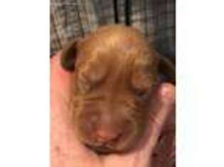 Labrador Retriever Puppy for sale in Duck Creek Village, UT, USA