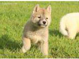 Siberian Husky Puppy for sale in Jamestown, TN, USA