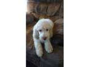 Labradoodle Puppy for sale in Karnack, TX, USA