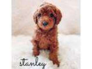 Goldendoodle Puppy for sale in Grantsville, UT, USA