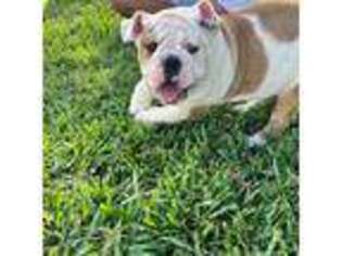 Bulldog Puppy for sale in Bartow, FL, USA