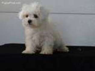 Maltese Puppy for sale in Losantville, IN, USA
