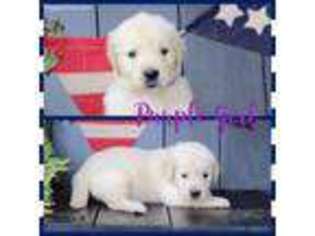 Golden Retriever Puppy for sale in Clay City, IL, USA