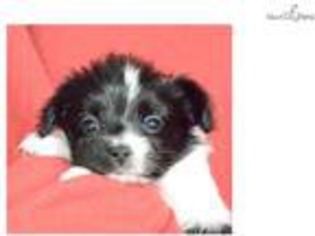 Papillon Puppy for sale in Cleveland, OH, USA