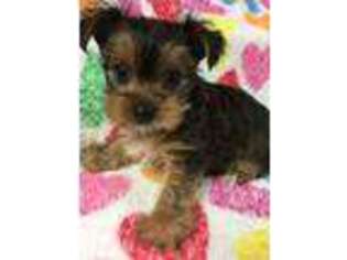 Yorkshire Terrier Puppy for sale in Jewell, IA, USA