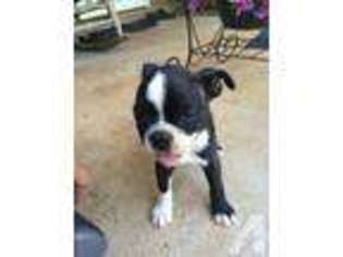 Boston Terrier Puppy for sale in TRINITY, NC, USA