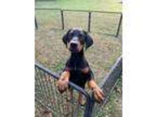 Doberman Pinscher Puppy for sale in Medford, NY, USA