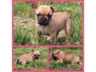 French Bulldog Puppy for sale in Evart, MI, USA