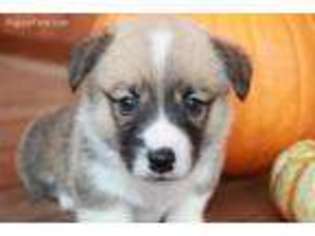 Pembroke Welsh Corgi Puppy for sale in Pierce City, MO, USA