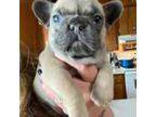 French Bulldog Puppy for sale in Caro, MI, USA