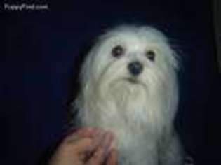 Maltese Puppy for sale in Columbia, KY, USA