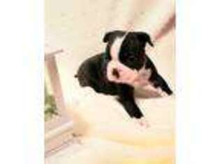 Boston Terrier Puppy for sale in Modesto, CA, USA