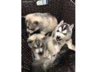 Siberian Husky Puppy for sale in Riverside, RI, USA