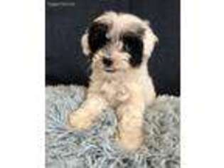 Mutt Puppy for sale in Frankfort, IL, USA