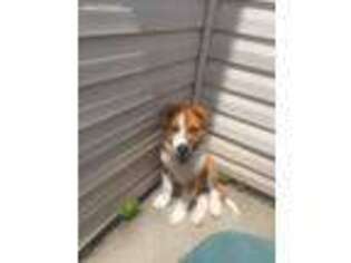 Saint Bernard Puppy for sale in North Charleston, SC, USA