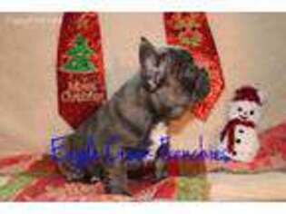 French Bulldog Puppy for sale in Eagle Creek, OR, USA