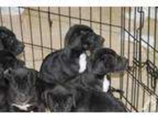 Great Dane Puppy for sale in BRADENTON, FL, USA