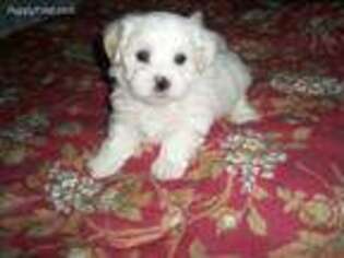 Maltese Puppy for sale in Orchard Park, NY, USA