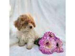 Shih-Poo Puppy for sale in Staunton, VA, USA