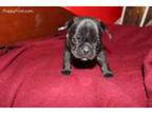 French Bulldog Puppy for sale in Riverdale, CA, USA
