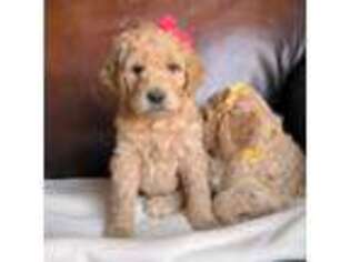 Goldendoodle Puppy for sale in Brandenburg, KY, USA
