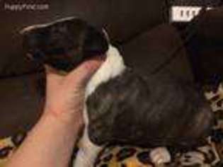 Bull Terrier Puppy for sale in Lamar, CO, USA