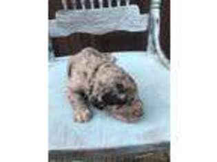 Labradoodle Puppy for sale in Bloomfield, MO, USA