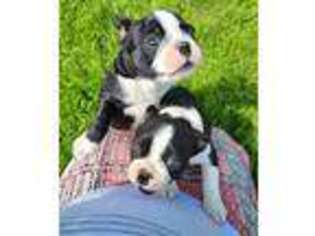 Boston Terrier Puppy for sale in Withee, WI, USA