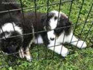 Australian Shepherd Puppy for sale in New London, MN, USA