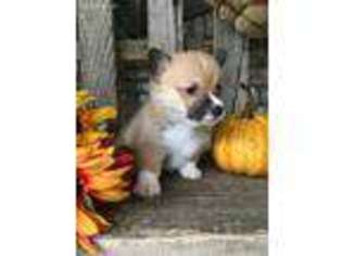 Pembroke Welsh Corgi Puppy for sale in Montgomery, IN, USA