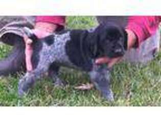 German Shorthaired Pointer Puppy for sale in Texarkana, TX, USA