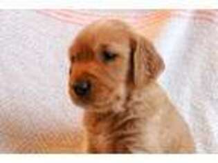 Golden Retriever Puppy for sale in Star Tannery, VA, USA