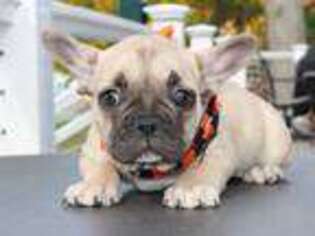French Bulldog Puppy for sale in Essexville, MI, USA