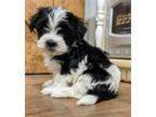 Havanese Puppy for sale in Sumner, TX, USA