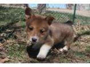Pembroke Welsh Corgi Puppy for sale in Griswold, IA, USA