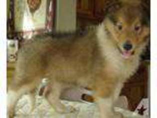 Collie Puppy for sale in LAKELAND, FL, USA